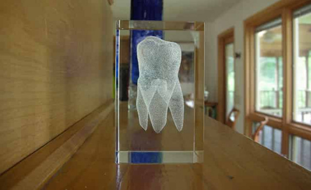 Зубы могут раскрыть секрет многодневных биологических часов