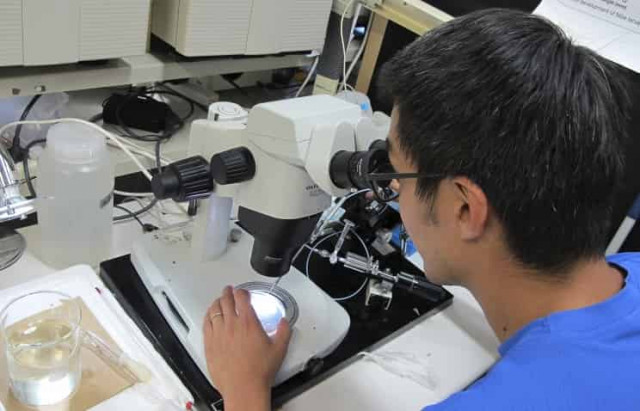 Японские ученые успешно восстановили хрящевую ткань при помощи стволовых клеток