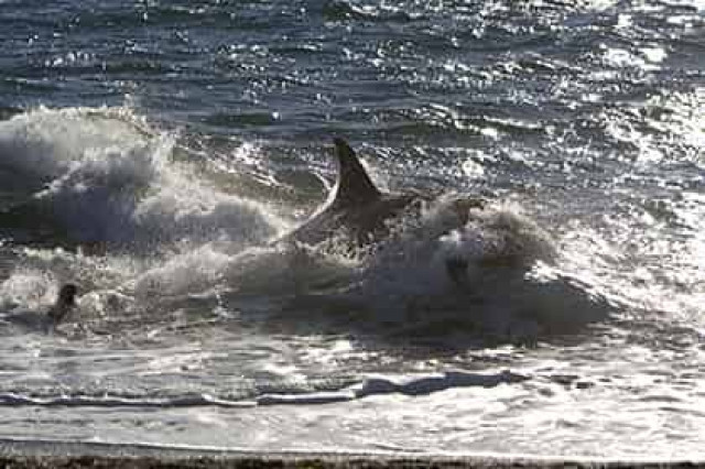 На Дальнем Востоке обнаружили скопление косаток-мутантов