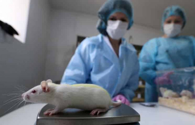 Российские ученые выявили, что агрессия приводит к появлению новых нервных клеток в мозге 