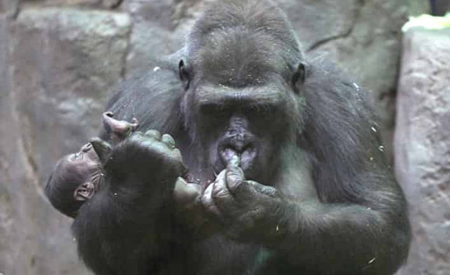 Человеческий род двуполый, что предполагает разное поведение
