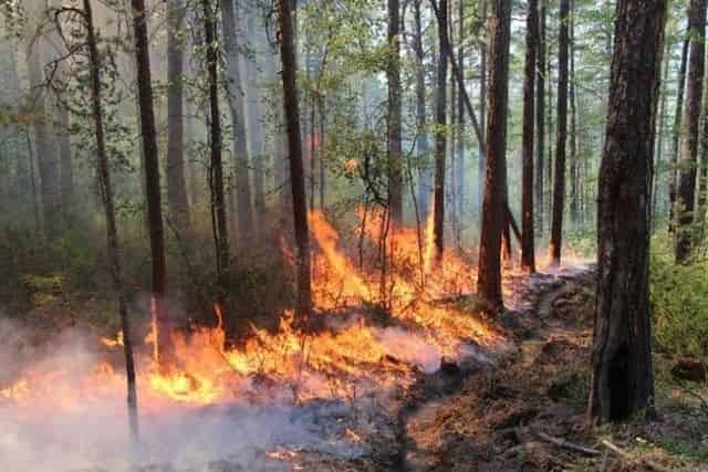 В районе Станицы Луганской горит заминированный лес, есть пострадавшие
