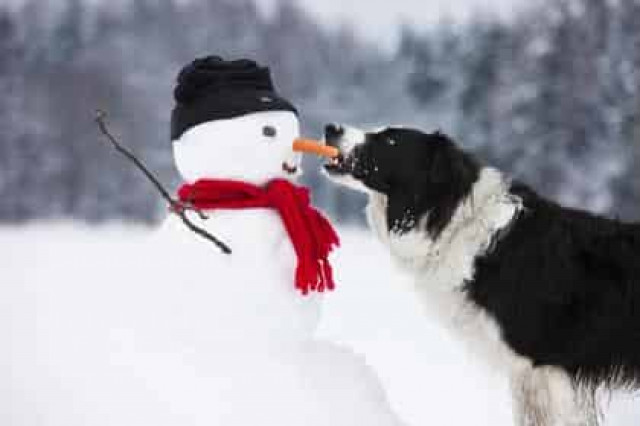 Названы наиболее вероятные жертвы нападения собак