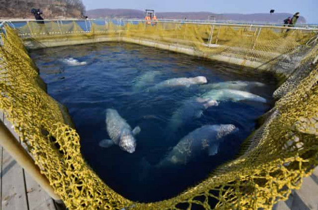 International outcry over Russian 'whale jail' in far east