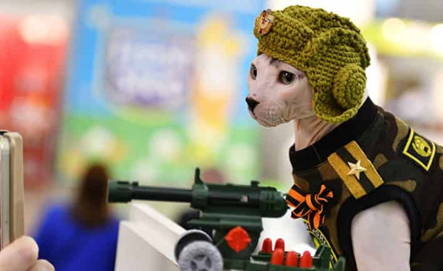 Тяжело быть лысым котиком в России
