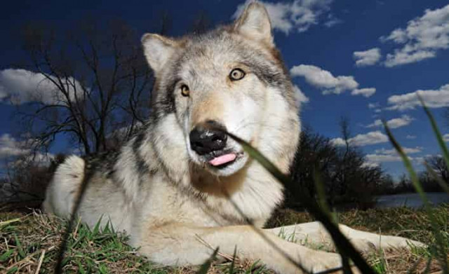 Из Чернобыля впервые сбежал волк-мутант