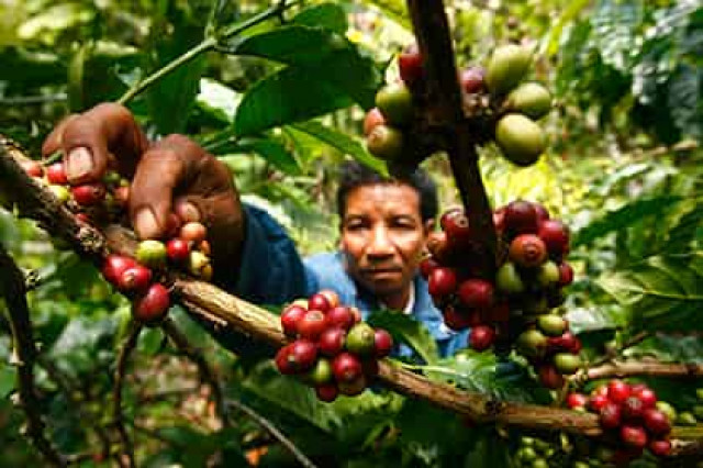Ученые расшифровали геном кофе и нашли уникальные гены кофеина