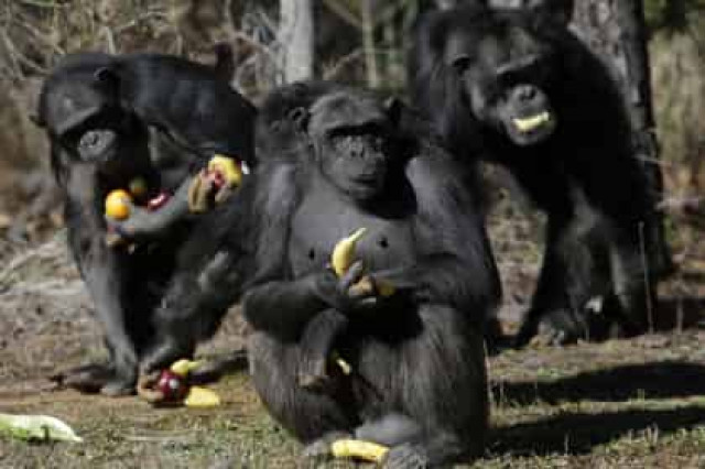 Суд Нью-Йорка рассмотрит право шимпанзе на личную свободу