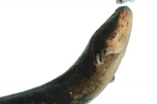 У электрических угрей нашли способность управлять жертвами на расстоянии
