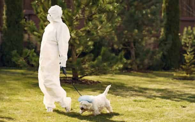 В Украине начали сдавать в аренду собак