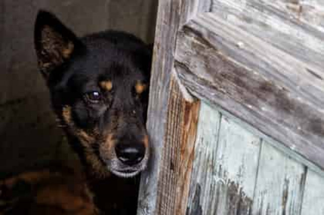 Собаки оказались угрозой для человечества
