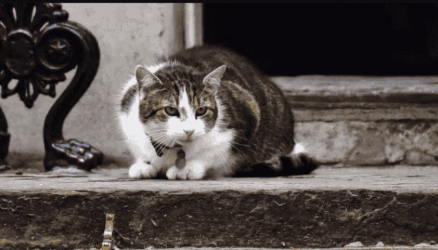 Кот Терезы Мэй чуть не сорвал визит Дональда Трампа: фото
