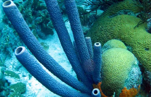 Ученые получили вещество, преодолевающее лекарственную устойчивость опухолевых клеток