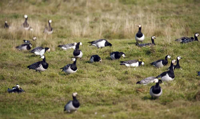 Denmark gets 11 new islands in three years