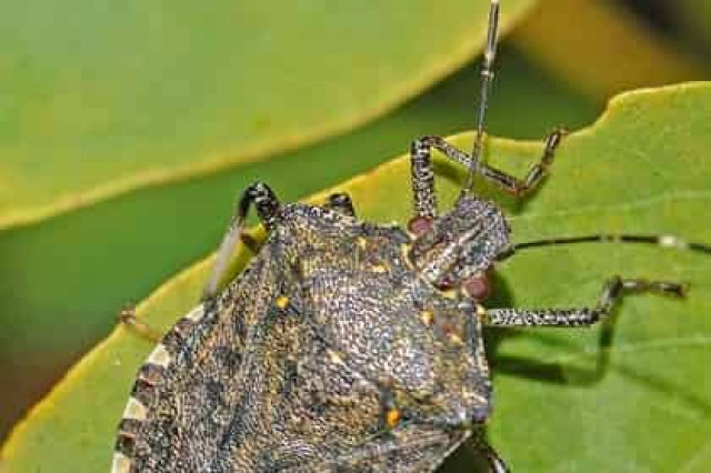 Грузин мобилизуют на борьбу с клопами