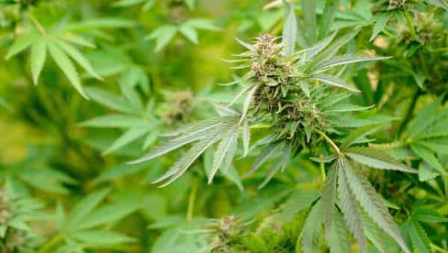 Нью-Йорк узаконил употребление марихуаны в медицинских целях