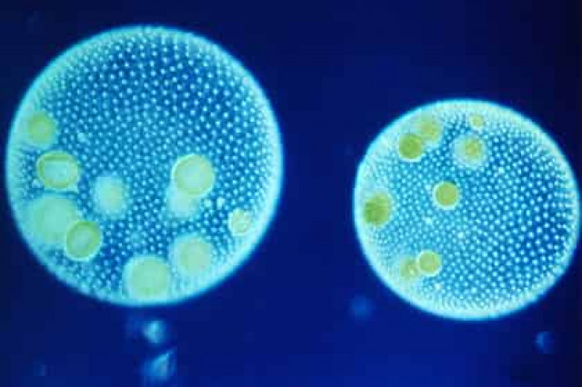 Доказано появление жизни из неживой материи