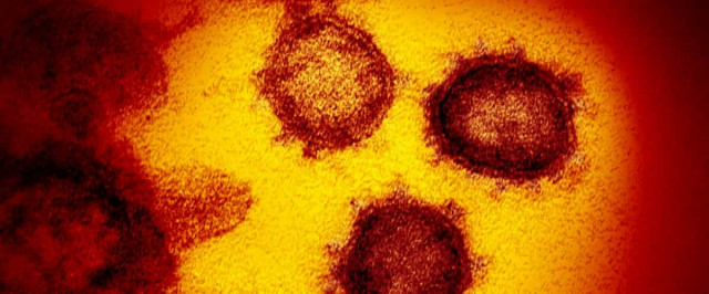Испытан препарат, снижающий накопление коронавируса в 5000 раз
