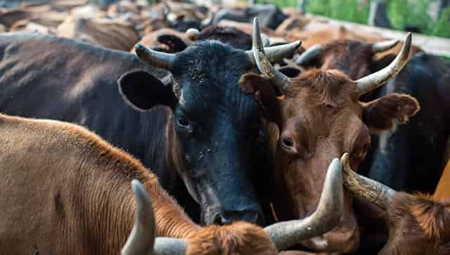 В Башкирии стадо лимузинских коров напало на детей