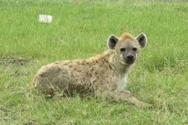 Вымирание древнеегипетских животных реконструировали по памятникам искусства