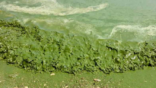 Море в Одессе «позеленело»: экологи бьют тревогу