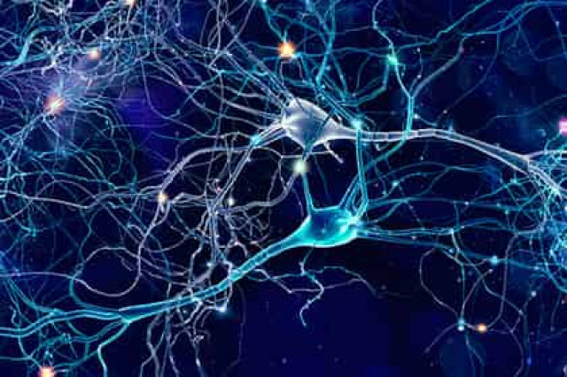 На мини-мозге испытали психоделики