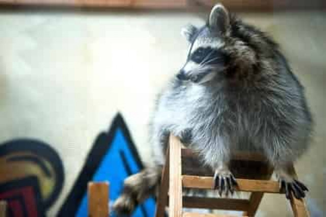 Ресторан в Петербурге оштрафовали из-за енота, пятнистого оленя и черного ворона