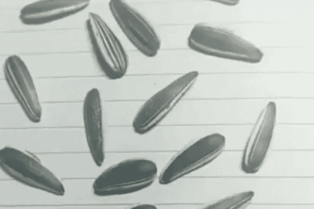 На автора «оптической иллюзии» с семечками обиделись за оболванивание публики
