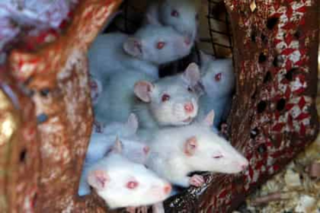 В Аргентине пропажу полутонны марихуаны свалили на мышей
