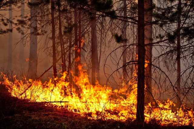 В Украине объявлен высший уровень пожароопасности

