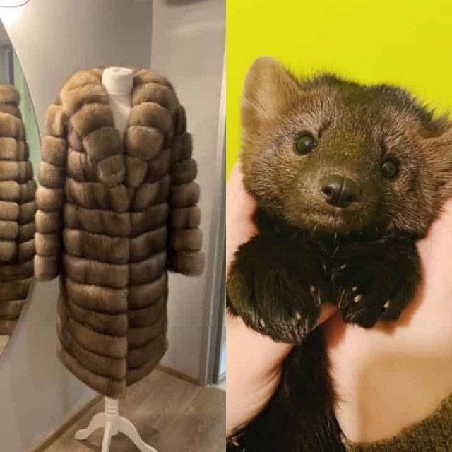 «Слуга народа» предлагает зарабатывать деньги на убийстве животных в Украине