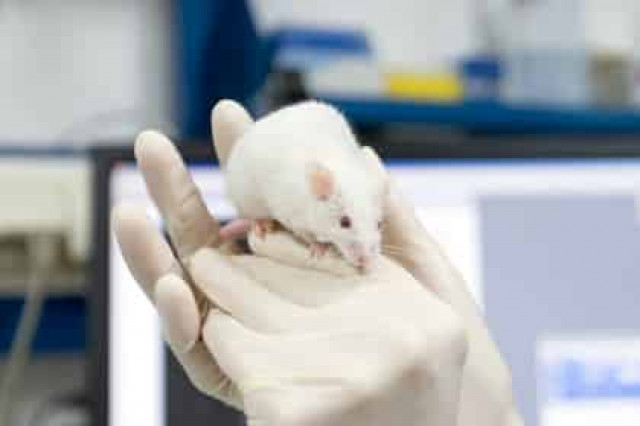 Назван способ избавиться от ожирения