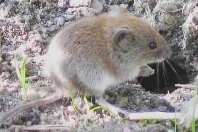 Размер яичек увязали с численностью популяции