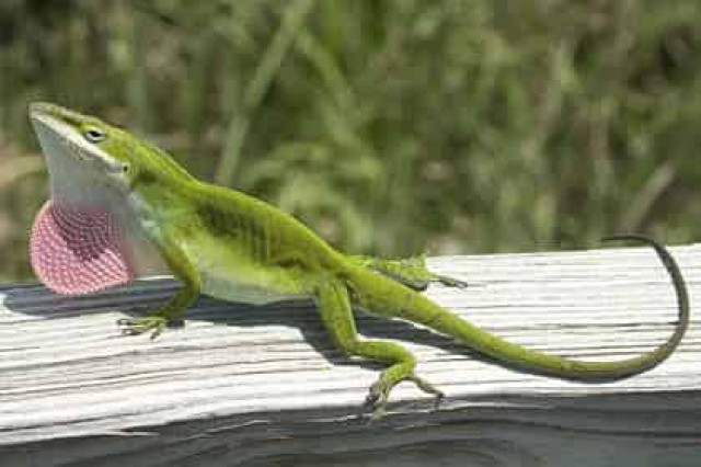 Эволюция гениталий у ящериц опередила развитие других органов
