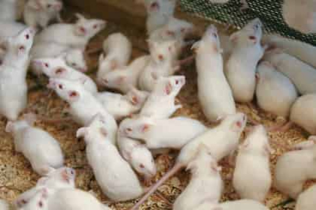 Найден способ предотвратить старение мозга