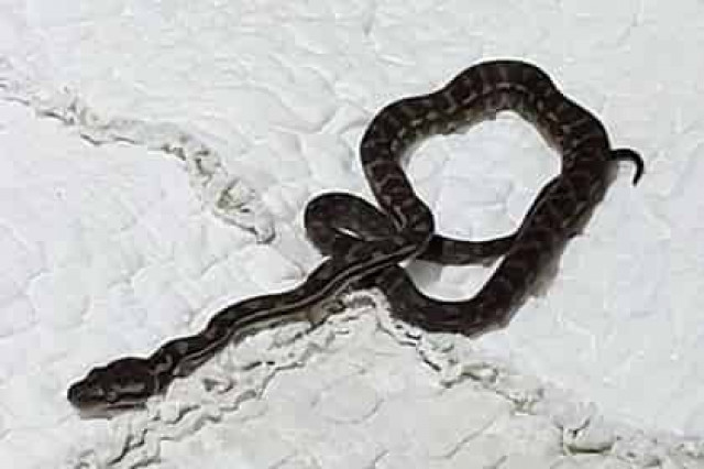 Питон улегся в кровать к австралийке и довел ее до истерики