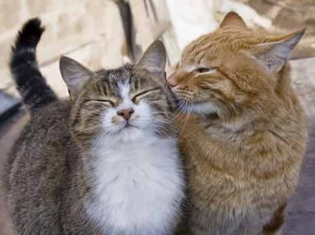 Зараженные кошки были обнаружены во время проверки местных норковых ферм
