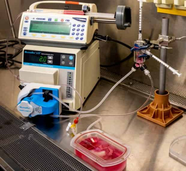 Вчені виростили ГМО-печінку людини