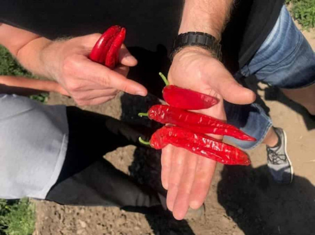 В Украине начнут выращивать техническую паприку для Индии