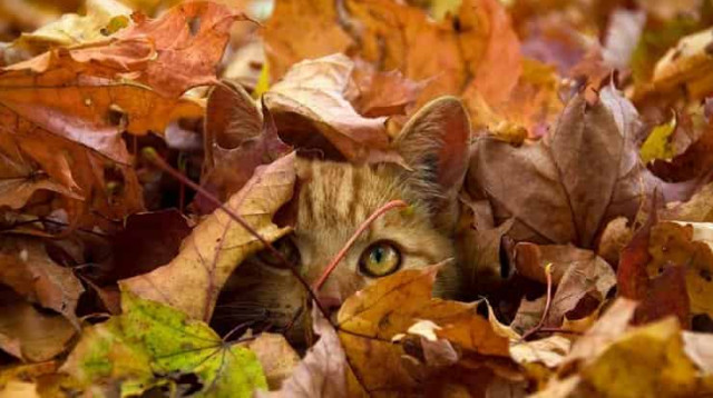 19 октября: какой сегодня праздник