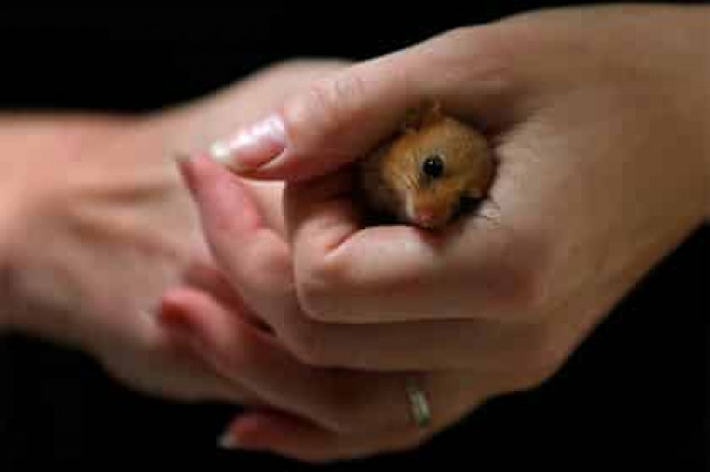 Найден способ победить старение