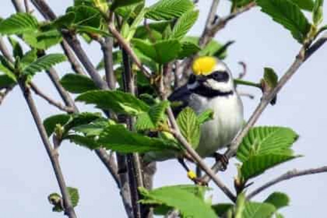 Биологи объяснили способность птиц предчувствовать природные катаклизмы
