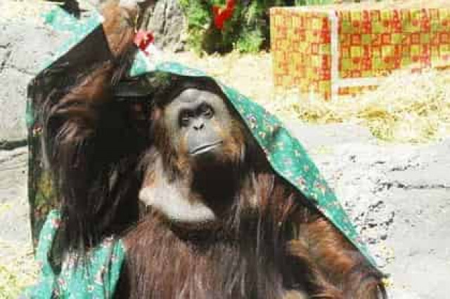 В Аргентине признали право орангутанга на личную свободу
