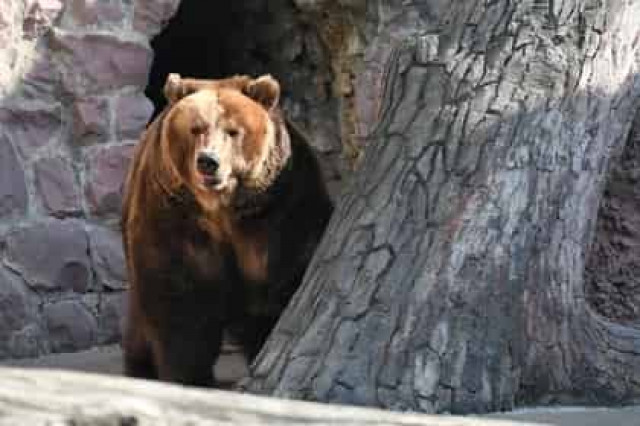 На Камчатке медведи раскопали могилы на кладбище