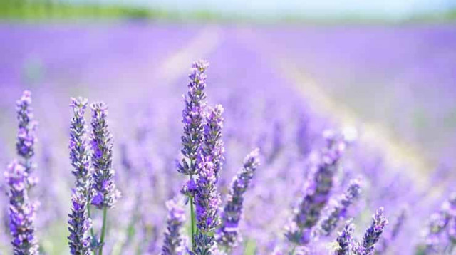 23 июля: какой сегодня праздник и приметы дня