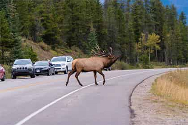 Финны сделали мобильное приложение для предотвращения ДТП с оленями