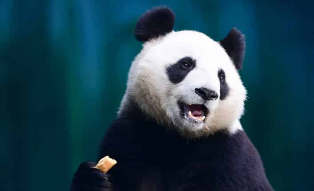 Хочешь спасти панду — думай, как панда