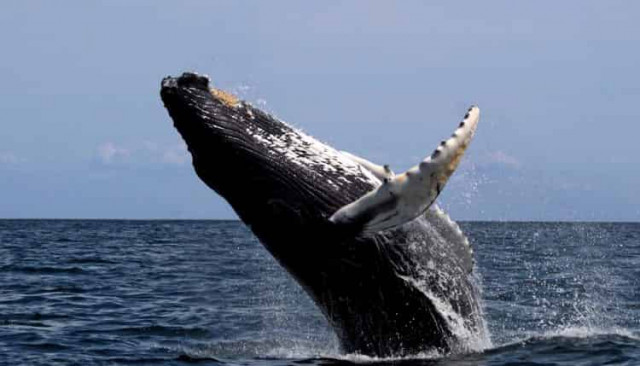 Неизвестный кит перевел биткоины на 341 миллион долларов