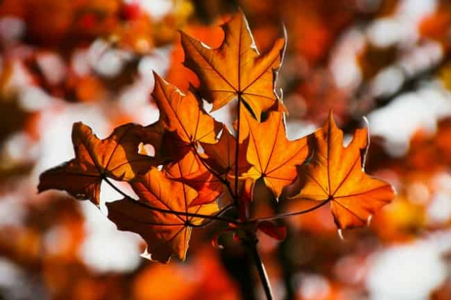 25 октября: какой сегодня праздник