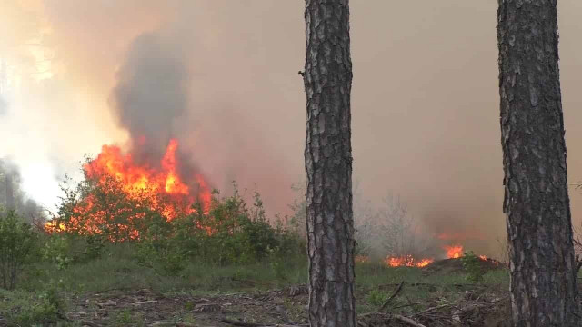 Лесной пожар в Беларуси: есть жертвы